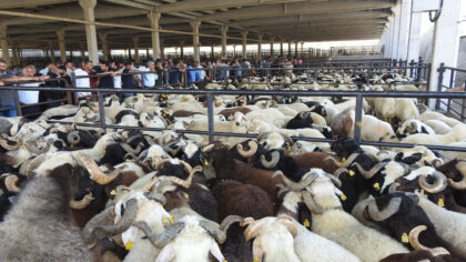 Kurban Fiyatlarına Zam Geldi: Yaklaşık 2.5 Kat Yükseldi!