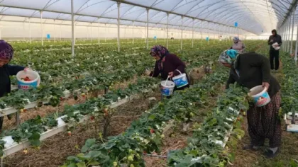 Yapay zekaya sordu, hasadı dört mevsime çıkardı