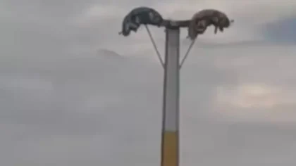 Lunaparkta Arıza: Metrelerce Yüksekte Asılı Kaldılar