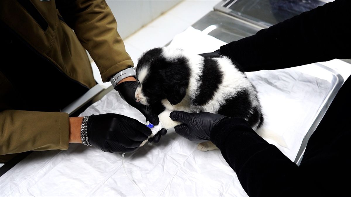 Hayvan Hakları Haber - Hayvan Hakları Haberleri - Haberler