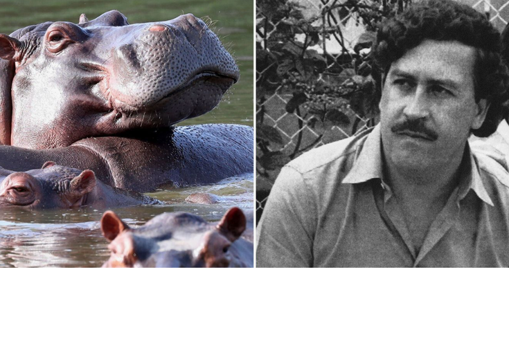 Kolombiya, Escobar'dan kalan su aygırlarının itlaf edilmesine onay verdi