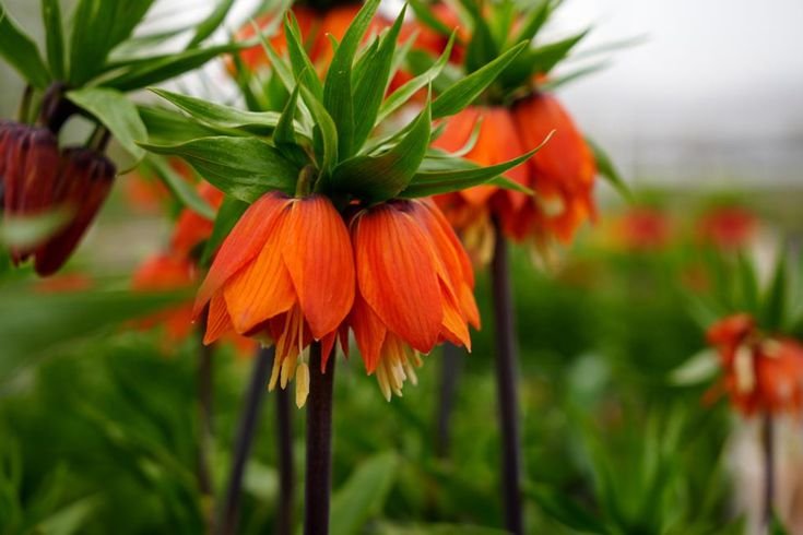 Ters laleyi koparmanın cezası 700 bin lira: Yılda sadece 20 gün yaşıyor