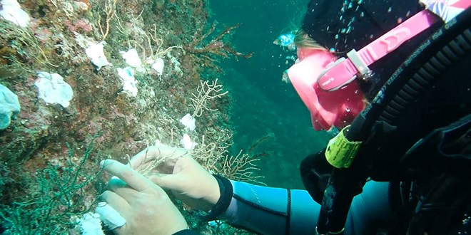 Bakan Kurum duyurdu: Marmara'nÄ±n su altÄ± ormanlarÄ± yeniden doÄuyor
