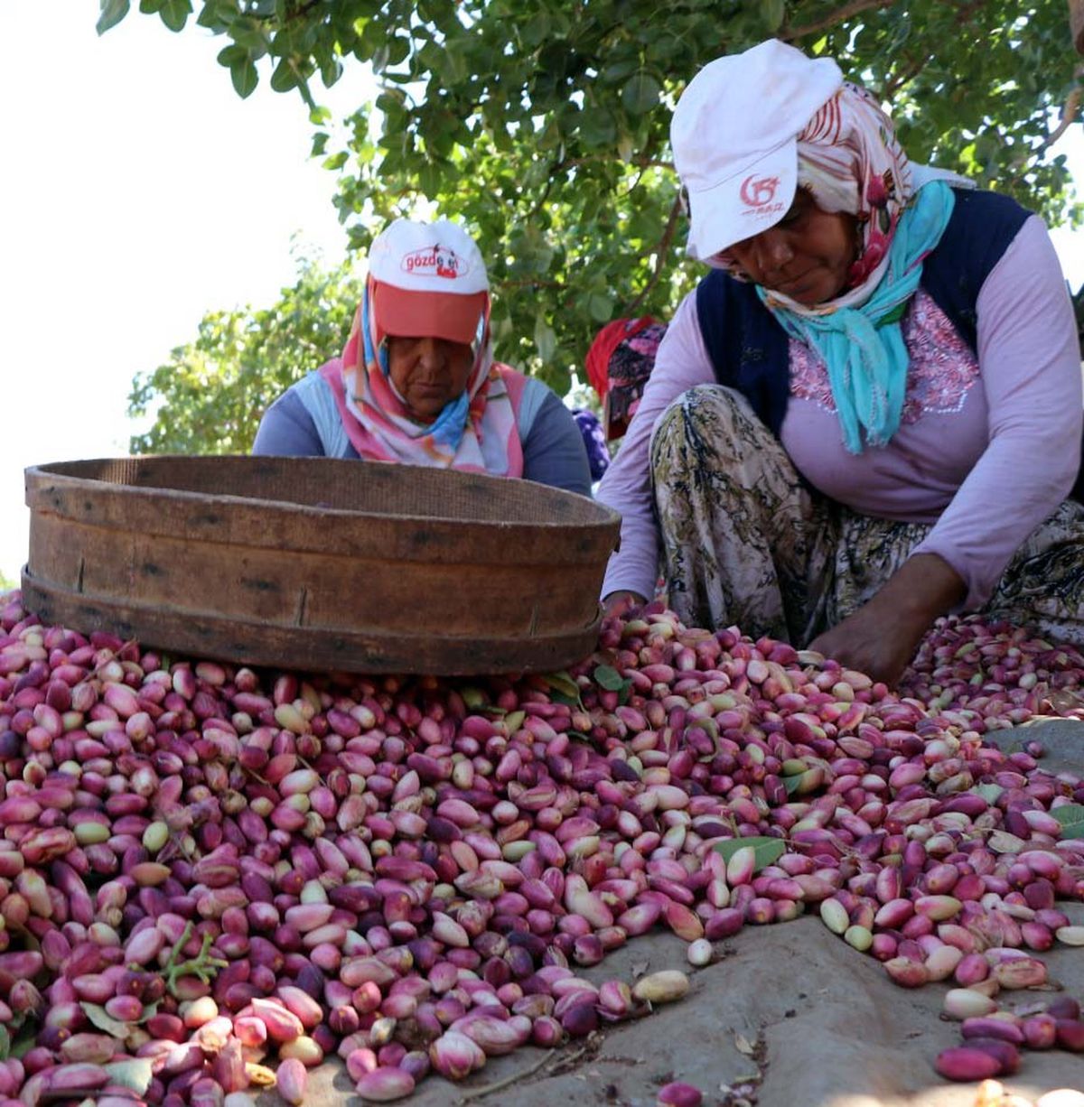 Güneydoğu Anadolu Bölgesi Haber - Güneydoğu Anadolu Bölgesi Haberleri - Haberler