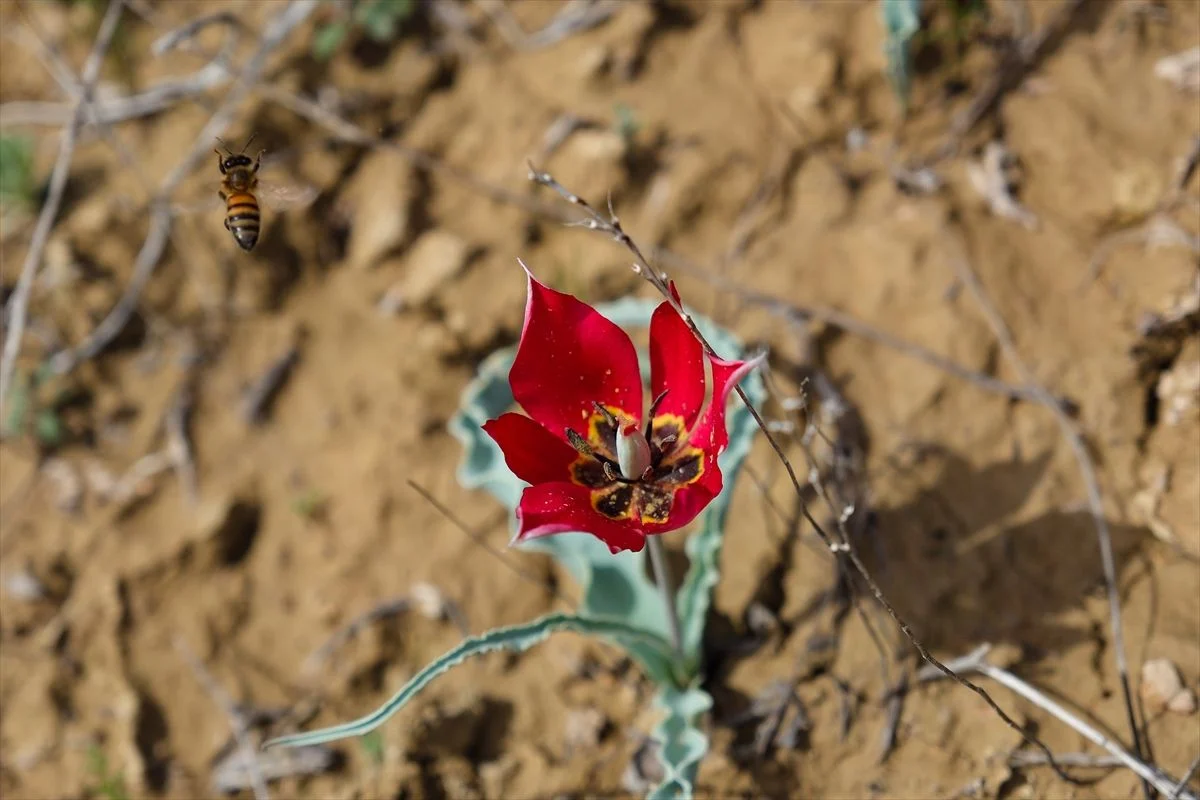 Mersin'de açan dağ laleleri arılara besin kaynağı oldu
